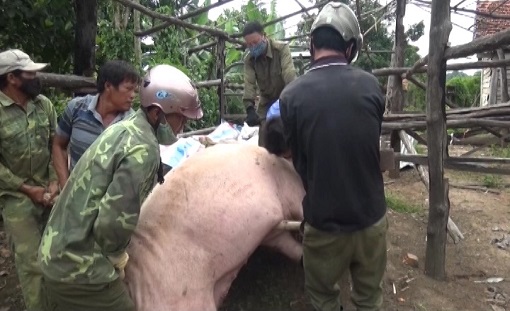 Tiêu huỷ 4.755 kg lợn mắc dịch tả lợn châu Phi
